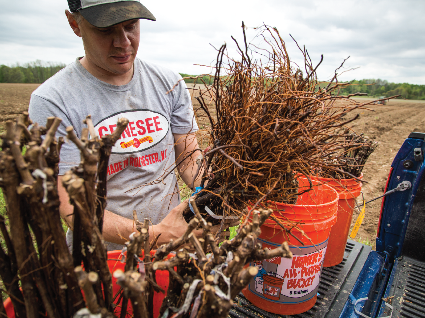 sorting grape vine root stock