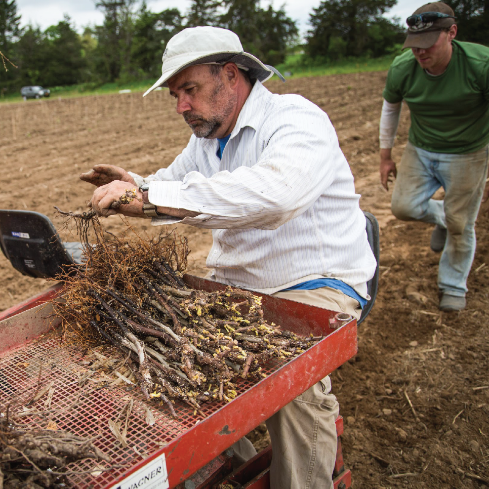 laser planting 20 deep vineyard