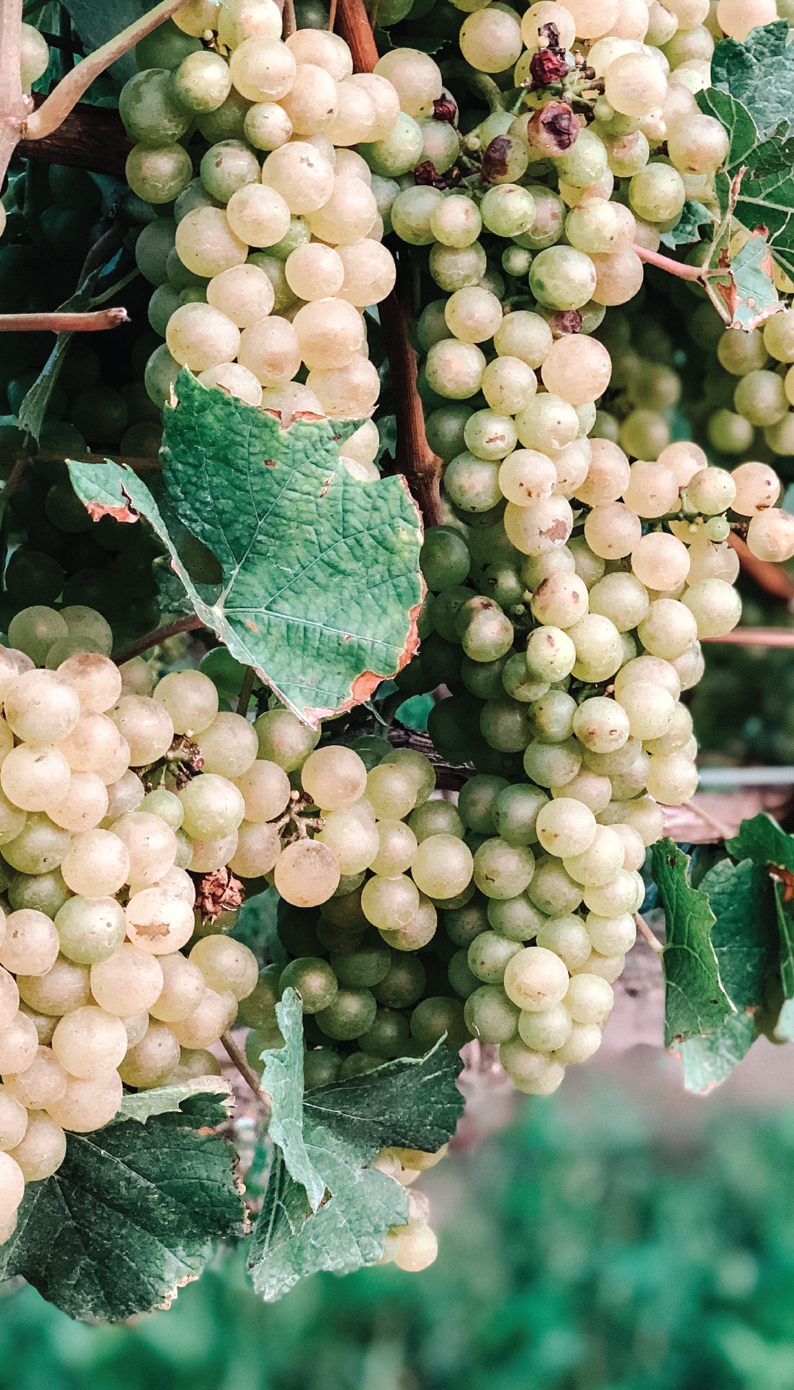 chardonnay grapes hanging on a vine at 20 deep vineyard.