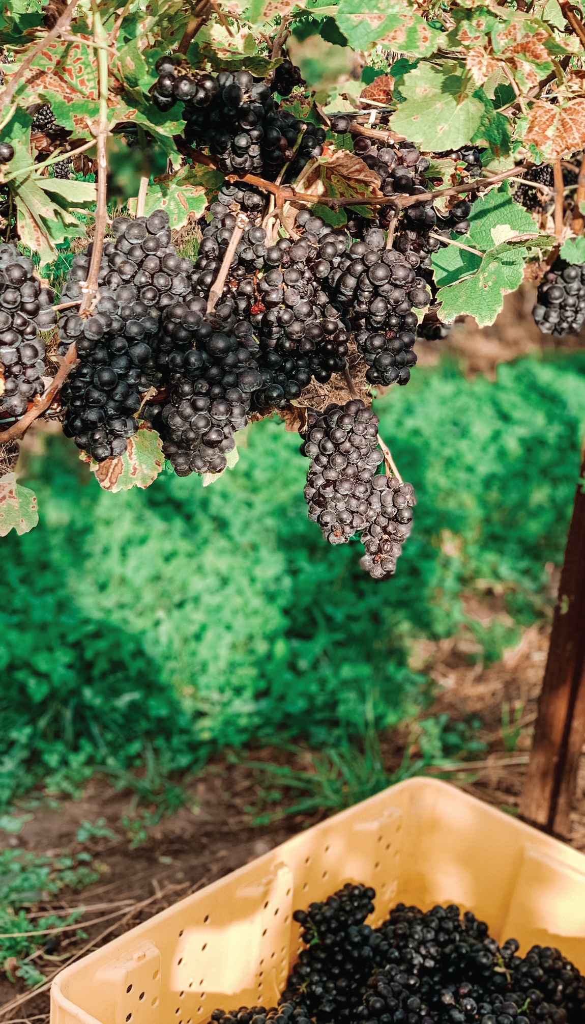 gamay noir grapes in a finger lakes, NY vineyard