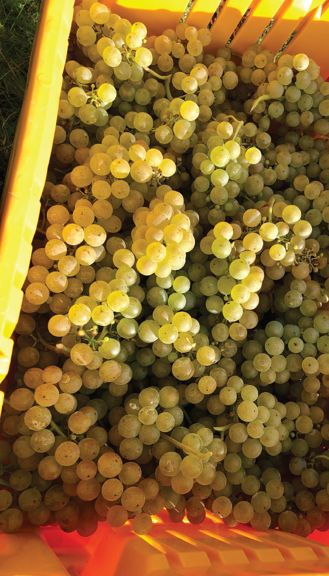 hand harvested Gruner Veltliner grapes.