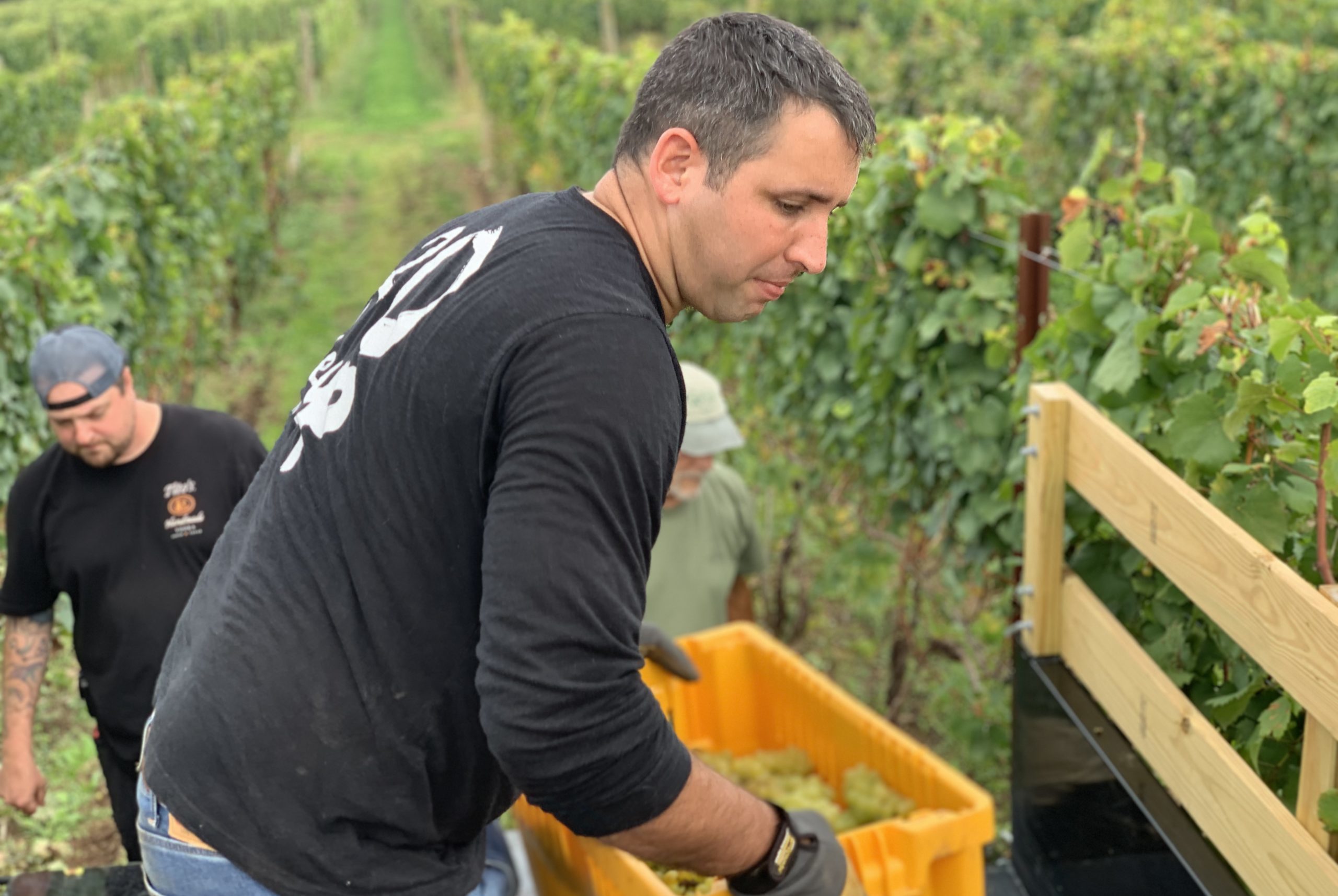 vineyard worker picking grapes in the finger lakes.