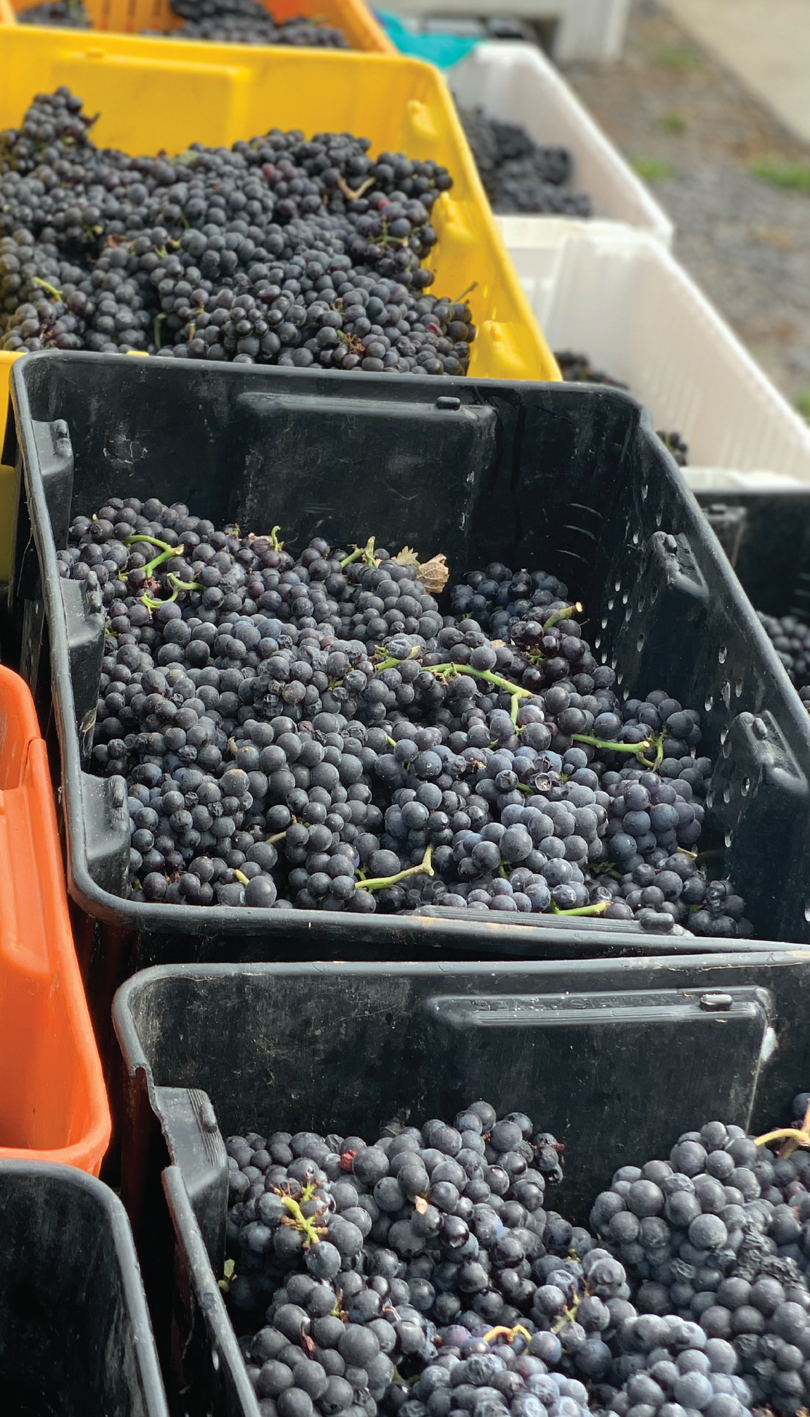pinot noir grapes in picking lugs.
