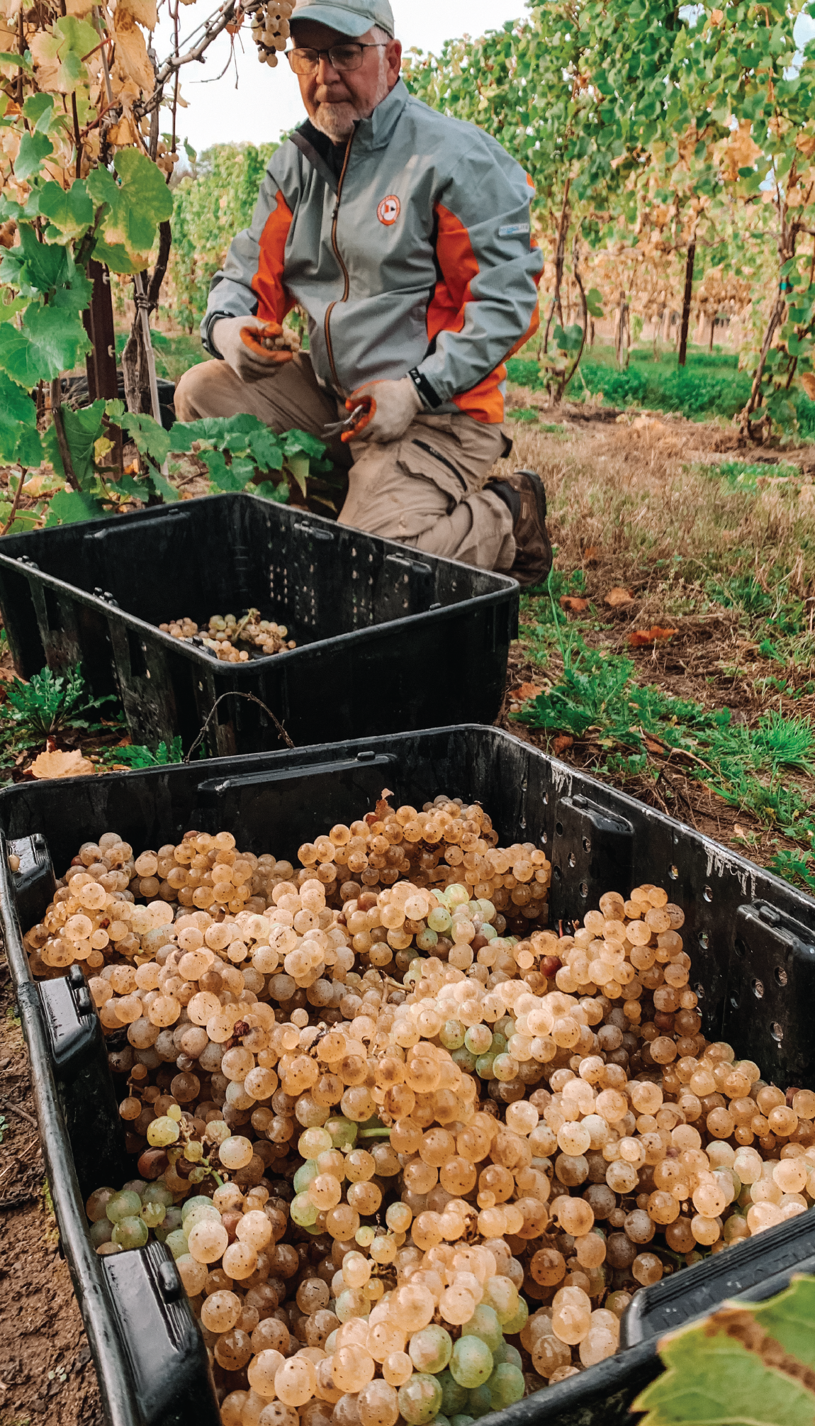 hand picking riesling grapes at harvest