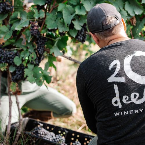 Harvesting Gamay Noir from the 20 Deep Vineyard Harvesting Gamay Noir from the 20 Deep Vineyard